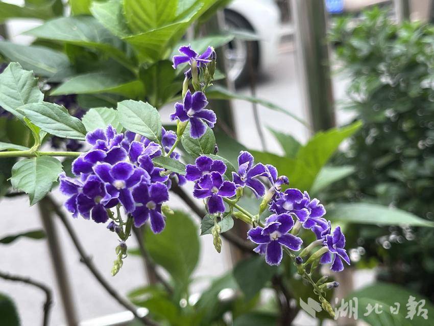 牵手跑胡子官网